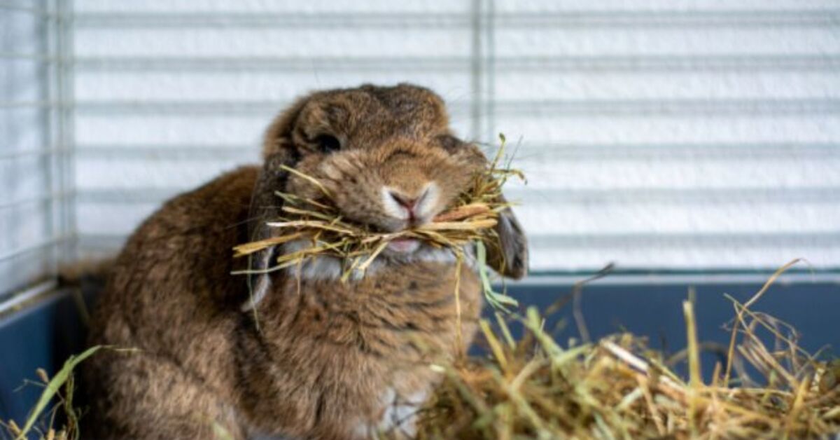 Hay for Rabbits and Why It’s Important | PetGuide