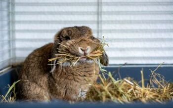 Hay for Rabbits and Why It’s Important