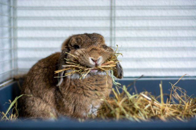 hay for rabbits and why its important, Ellyy Shutterstock