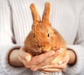 Beginner’s Guide to Properly Handling Rabbits