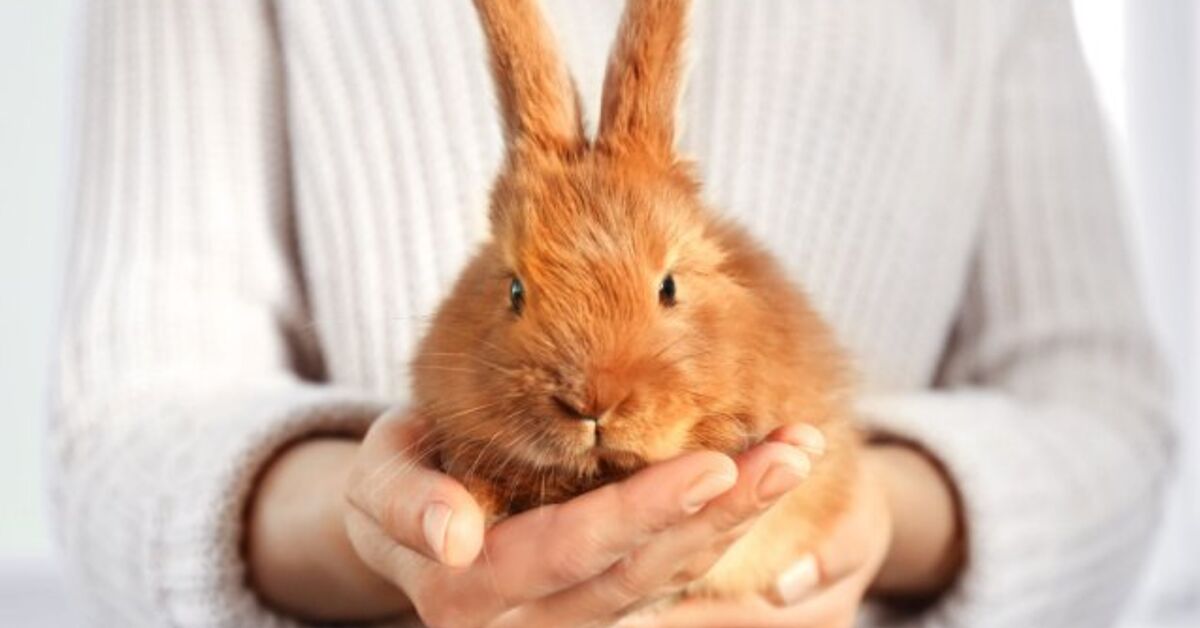 Beginner’s Guide to Properly Handling Rabbits | PetGuide