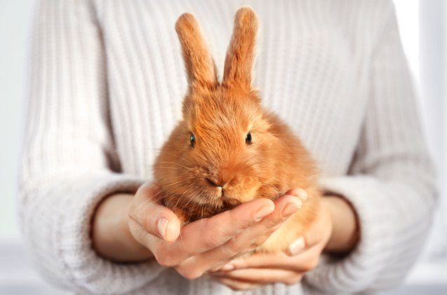 beginners guide to properly handling rabbits, Africa Studio Shutterstock