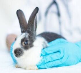 gi stasis in rabbits symptoms causes and how to prevent it, ElenaYakimova Shutterstock