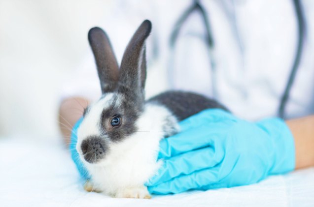 gi stasis in rabbits symptoms causes and how to prevent it, ElenaYakimova Shutterstock