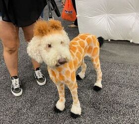 all the best things we found at superzoo 2022