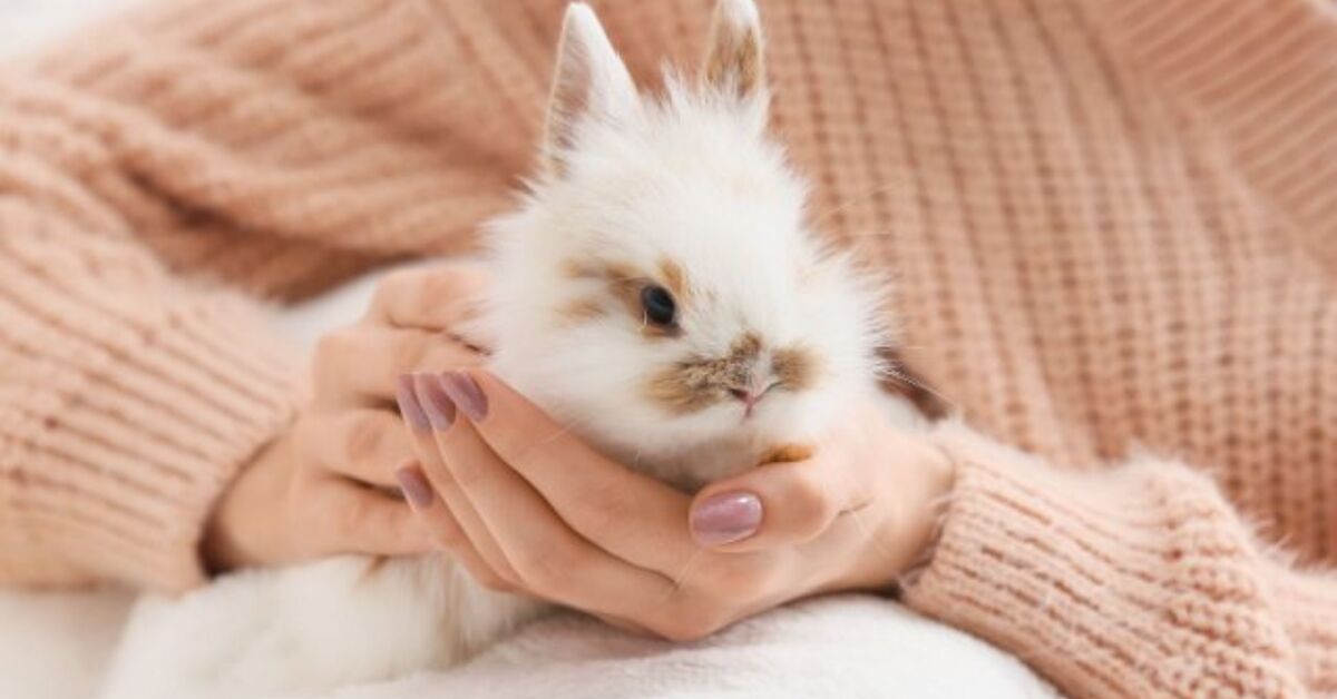 How to Socialize Your Rabbit | PetGuide