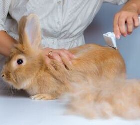 grooming your rabbit everything you need to know, Irina Skalskaya Shutterstock