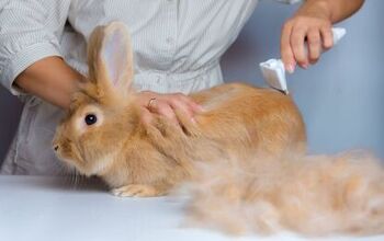 Grooming Your Rabbit: Everything You Need to Know