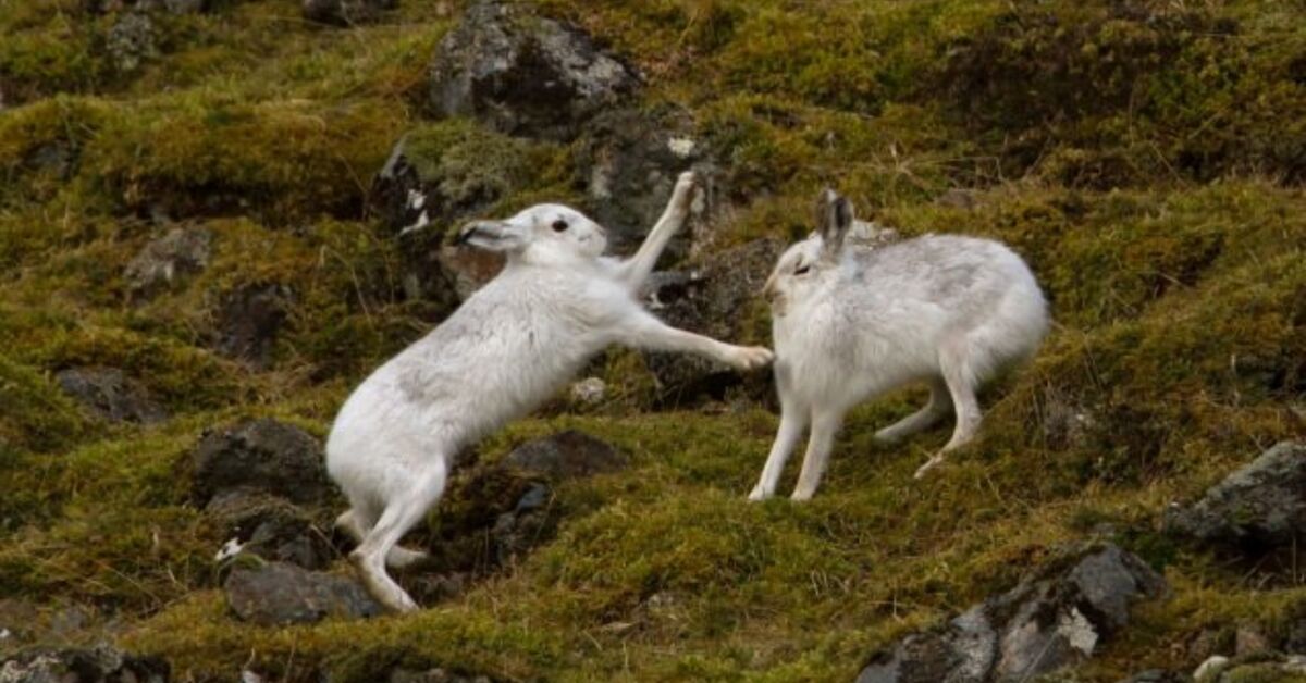 5 Tips on Dealing With Aggressive Rabbits | PetGuide