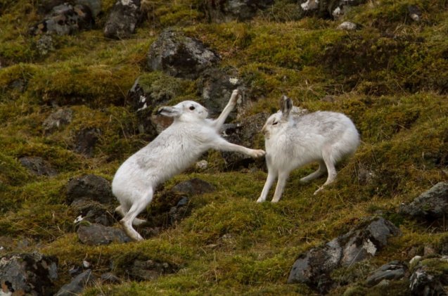 5 Tips on Dealing With Aggressive Rabbits | PetGuide