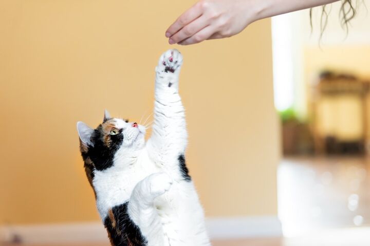 3 common cat training mistakes, Andriy Blokhin Shutterstock
