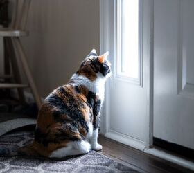 door darting how to stop your cat from getting out, Andriy Blokhin Shutterstock