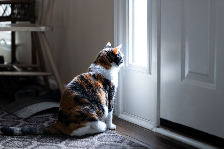 door darting how to stop your cat from getting out, Andriy Blokhin Shutterstock