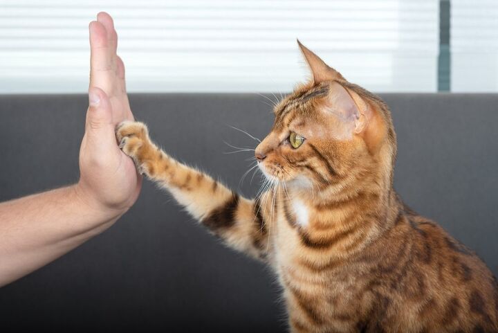 3 helpful cat training products, Svetlana Rey Shutterstock