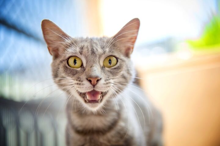 how to train your cat to use speech buttons, jojosmb Shutterstock