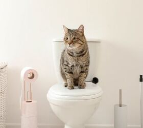 should you train your cat to use the toilet, New Africa Shutterstock