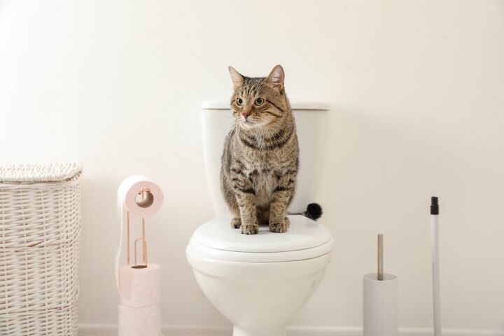 should you train your cat to use the toilet, New Africa Shutterstock