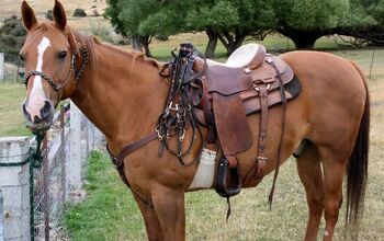Ask the Animal Communicator: What is My Horse Trying to Tell Me?