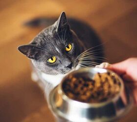 how to keep your indoor cat fit and healthy, Image by Valeri Vatel Shutterstock com