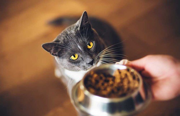 how to keep your indoor cat fit and healthy