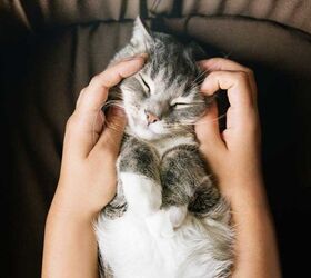 how to keep your indoor cat fit and healthy, Image by AlexanderDubrovsky Shutterstock com