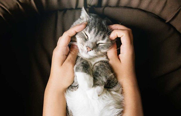 how to keep your indoor cat fit and healthy