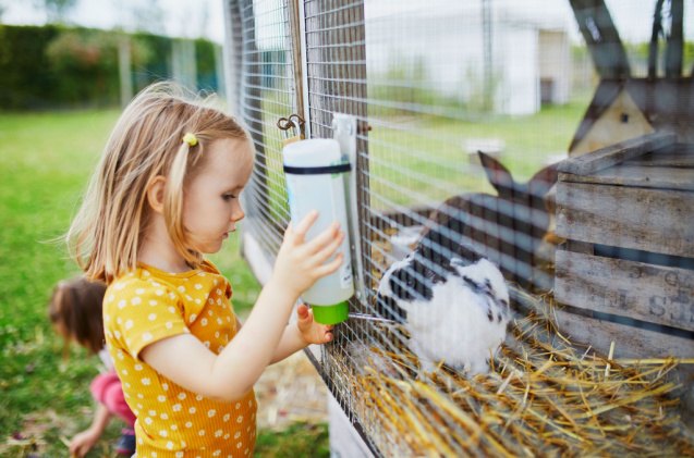 Can You Keep Rabbits Outdoors? | PetGuide