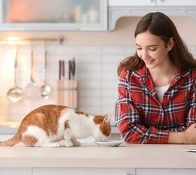 How a Simplified Diet Can Help Your Cat Live Their Best Life