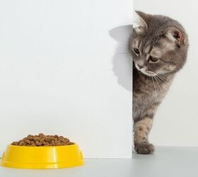 can cats live on dog food