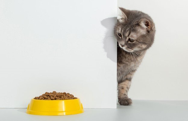 how a simplified diet can help your cat live their best life
