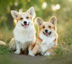 Queen Elizabeth's Corgis To Stay In the Family Following Her Passing ...