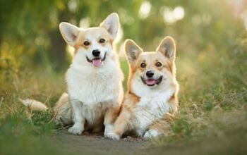 Queen Elizabeth's Corgis To Stay In the Family Following Her Passing
