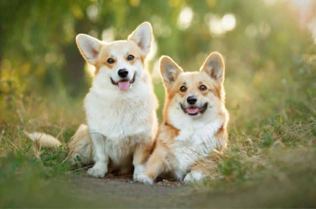 queen elizabeth s corgis to stay in the family following her passing, Marina Plevako Shutterstock