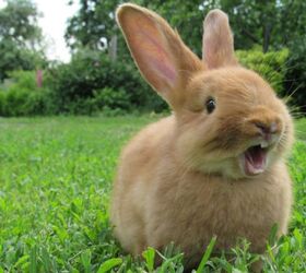 My Pet Is Destroying My Home: How to Deal With Chewing in Rabbits
