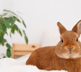 how to rabbit proof your home, Olga Smolina SL Shutterstock