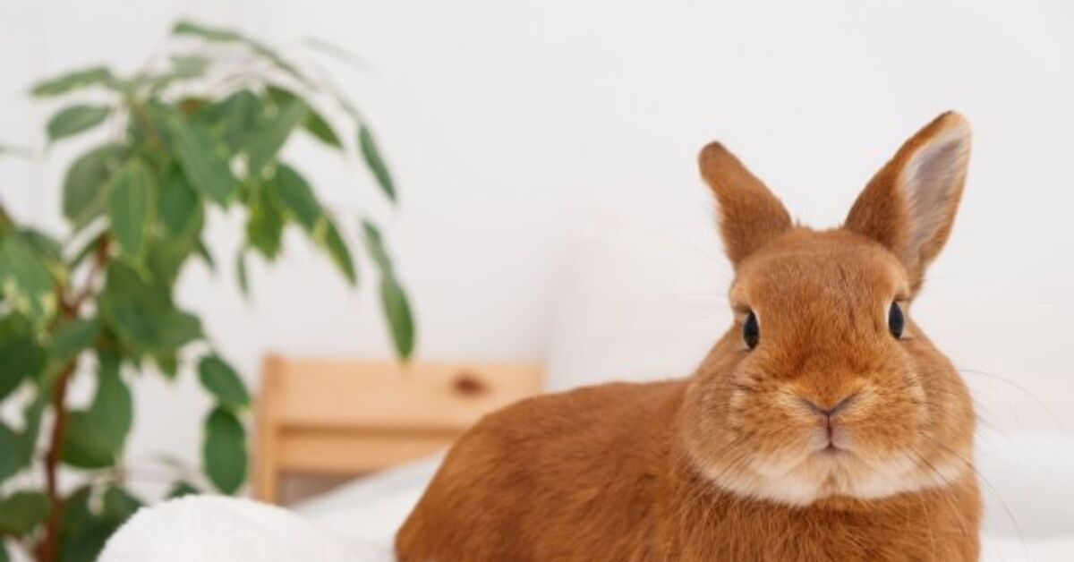 How to Rabbit-Proof Your Home | PetGuide