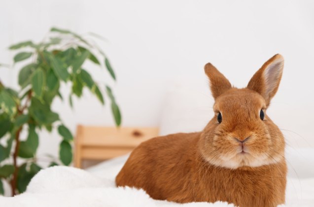 how to rabbit proof your home, Olga Smolina SL Shutterstock