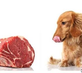 Top Proteins - Which Protein is Best for Your Dog