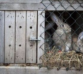 all about rabbit housing, Grzegorz Petrykowski Shutterstock