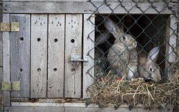 All About Rabbit Housing