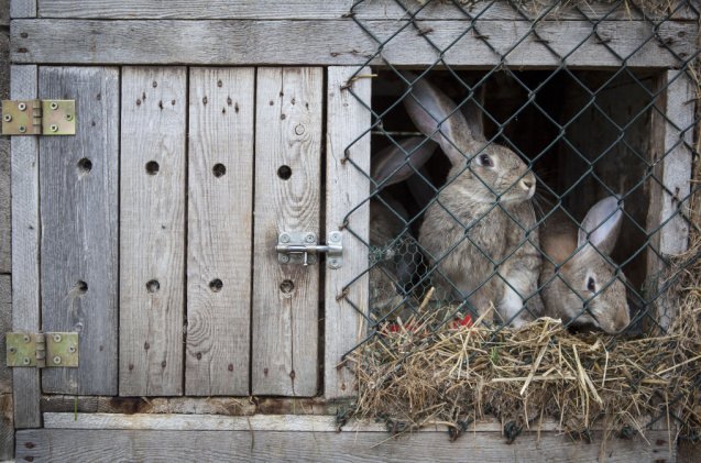 all about rabbit housing, Grzegorz Petrykowski Shutterstock