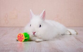 Why Enrichment Is Important for Rabbits and How to Provide It