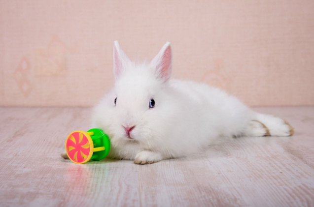 why enrichment is important for rabbits and how to provide it, Rita Kochmarjova Shutterstock