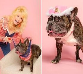 dolly parton launches doggy parton apparel line for pooches