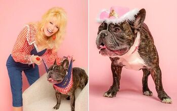 Dolly Parton Launches ‘Doggy Parton’ Apparel Line for Pooches
