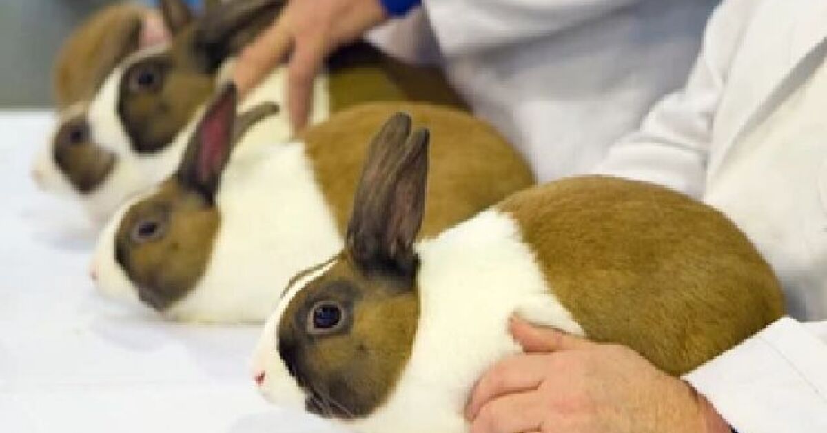 Show Rabbits 101 | PetGuide