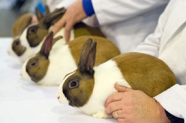 show rabbits 101, chrisbrignell Shutterstock