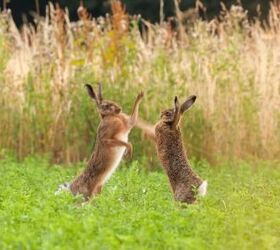 5 most aggressive rabbit breeds, Simon Bratt Shutterstock
