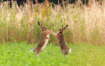 European Rabbit Breed Information and Pictures - PetGuide | PetGuide