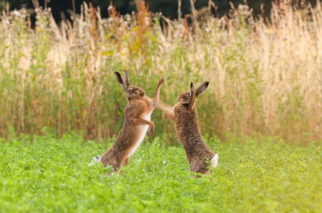 5 Most Aggressive Rabbit Breeds | PetGuide
